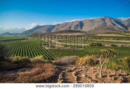 Beautiful Landscape Of Cape Winelands, Wine Growing Region In South Africa