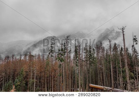 Autumn View, Yellow Green Trees And Snow-capped Mountains. Morske Oko, Poland, Europe