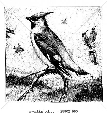 This image represents One Waxwing Sitting on a Branch in the Forefront with Three Waxwings Sitting on Branches and Four Flying Around in the Background, vintage line drawing or engraving illustration.