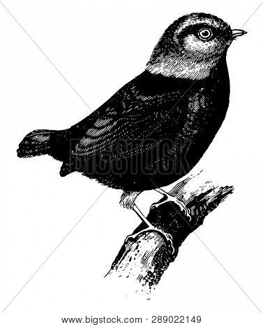 Red capped Manakin has black plumage with a red head neck and thighs, vintage line drawing or engraving illustration.