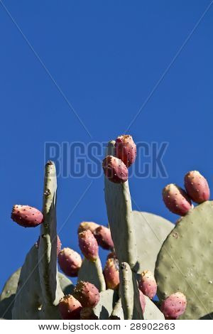 En flok af rød cactus frugt på blå baggrund