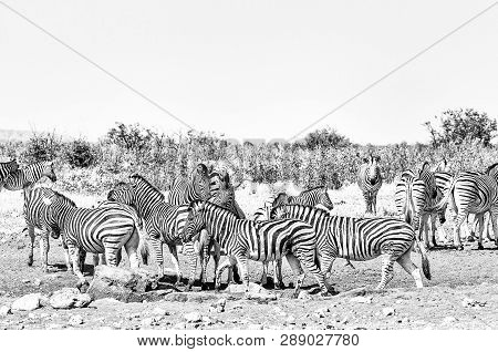 Burchells Zebras And Hartmann Mountain Zebras At The Rateldraf Waterhole In North-western Namibia. M