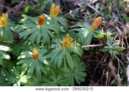 First Flowers. Eranthis Hyemalis Is A Plant Found In Europe.