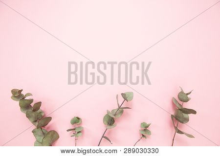 Eucalyptus Branches On Millennial Pink Background With Copy Space. Bottom Eucalyptus. Minimalizm Fla