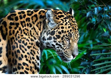 An Adult Jaguar (panthera Onca) Up Close Among Jungle Vegetation.