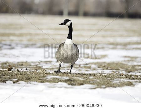 Canadian Goose Winter Belle Isle Michigan Lake St. Clair
