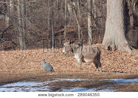 In The Autumn Sun, A Donkey And Guineafowl Stare At Each Other While Standing Together On A Farm.