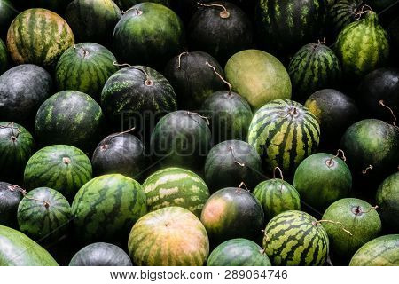 Ripe Garden Watermelons On Seasonal Storage. Agriculture Background.