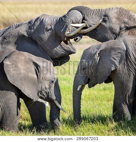 Adolescent elephants entwine trunks during a group interaction.  This behaviour is both a way of communicating and having fun. Two younger claves stand infront of the older family members. 