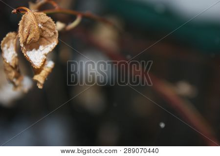 Beautiful Branch With Orange And Yellow Leaves In Late Autumn Or Early Winter Under The Snow. The Fi