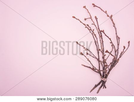 Spring Flat Lay, A Tree Branch With Swollen Buds On A Delicate Pink Background, Showing The Awakenin