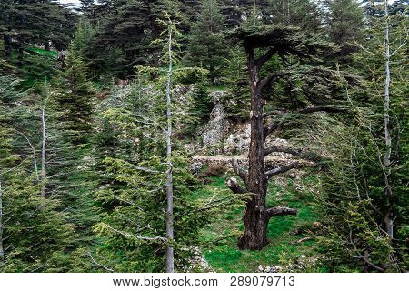 The Cedar Forest In Lebanon In The Fog.