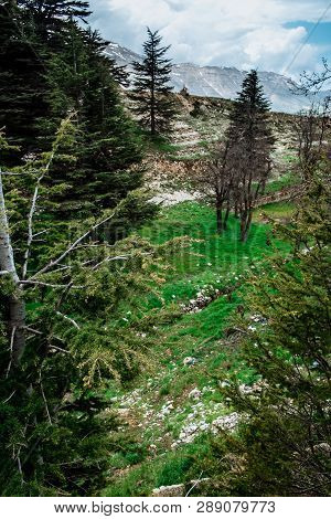 The Cedar Forest In Lebanon In The Fog.