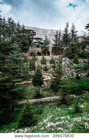 The Cedar Forest In Lebanon In The Fog.