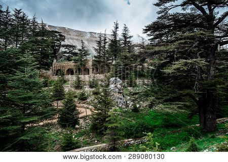 The Cedar Forest In Lebanon In The Fog.