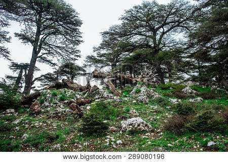 The Cedar Forest In Lebanon In The Fog.