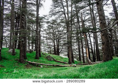 The Cedar Forest In Lebanon In The Fog.