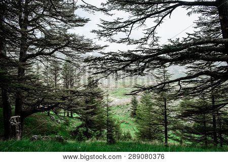 The Cedar Forest In Lebanon In The Fog.
