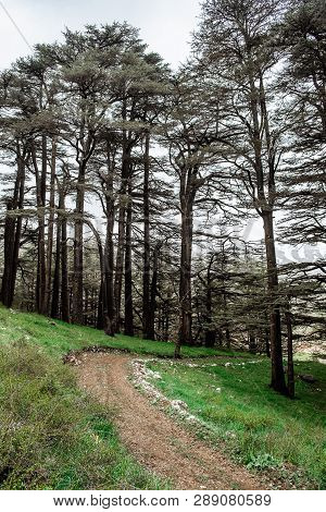 The Cedar Forest In Lebanon In The Fog.