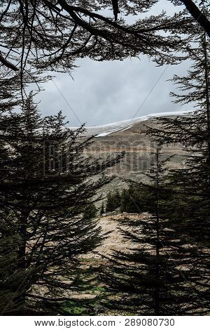 The Cedar Forest In Lebanon In The Fog.