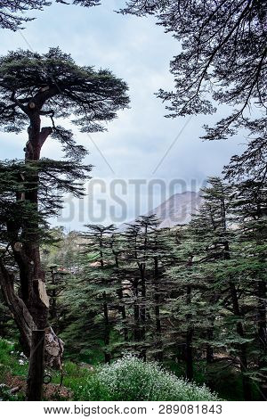 The Cedar Forest In Lebanon In The Fog.