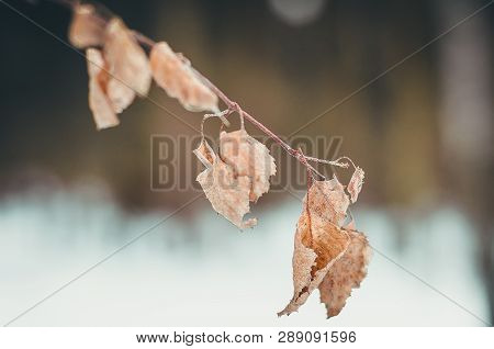 Branch With Dry Leaves In Winter In A Forest, Park. Winter Nature. Dried Leaf. Winter In The Forest.