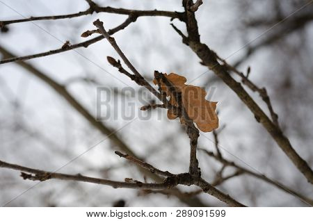 Branch With Dry Leaves In Winter In A Forest, Park. Winter Nature. Dried Leaf. Winter In The Forest.