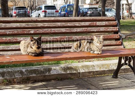 Two Cats Bask In The Sun On A Bench In A City Public Park. The Cat Is Sitting On The Bench. City Hom