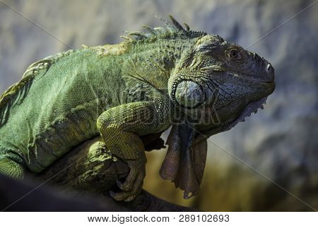Green iguana (Iguana iguana). Wild life animal.