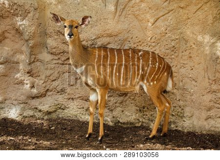 Nyala (Tragelaphus angasii). Wild life animal.