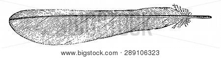 This illustration represents a Feather from the Tail of a Kingbird, vintage line drawing or engraving illustration.
