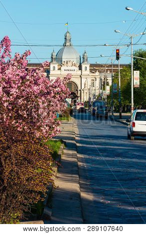 Lviv, Ukraine - April 21, 2018: Japanese Cherry (sakura) And Grab Apple Pink Blossom Flowering Trees
