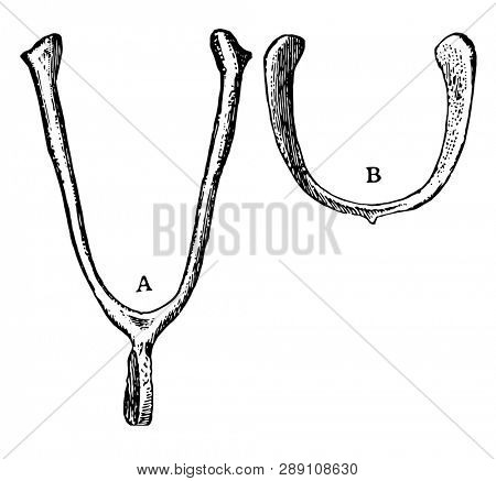 Function of furcula of a Domestic Fowl, vintage line drawing or engraving illustration.