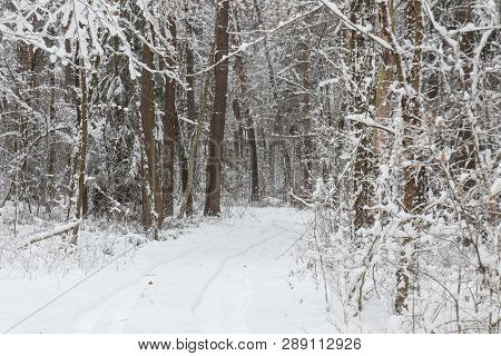 Bavarian Winter Landscape Next Next To Schwandorf, Charlottenhofer Weihergebiet