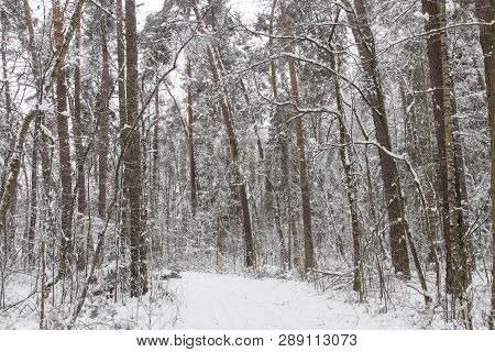 Bavarian Winter Landscape Next Next To Schwandorf, Charlottenhofer Weihergebiet