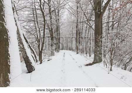 Bavarian Winter Landscape Next Next To Schwandorf, Charlottenhofer Weihergebiet