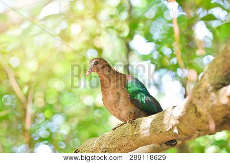 Common Asian Emerald Bird Dove Green Wing Sitting On Branch Tree Nature