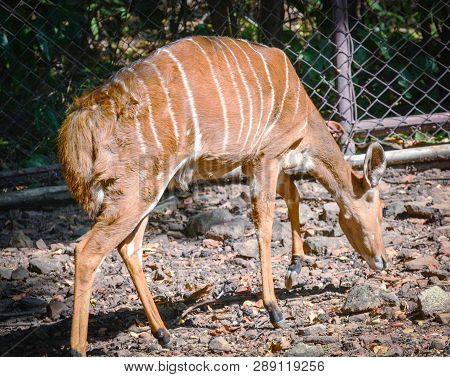 Female Nyala Wildlife South Africa Animals Standing On The Deer Farm At National Park / Simply Nyala