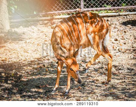 Female Nyala Wildlife South Africa Animals Standing On The Deer Farm At National Park / Simply Nyala