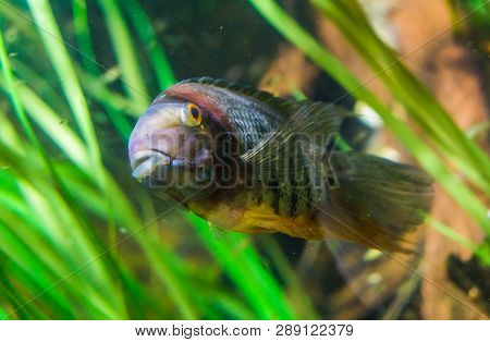 Closeup Of A Banded Cichlid, Tropical Fish From The Orinoco River Of South America, Popular Aquarium