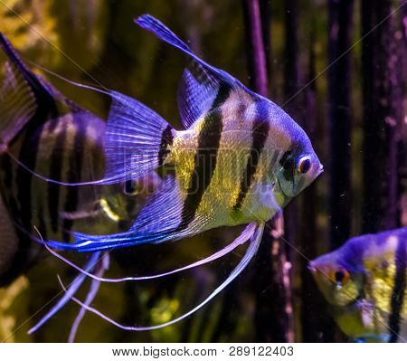 Freshwater Angelfishes Swimming In The Water, Closeup Of Angelfish, Popular Pets In Aquaculture, Tro