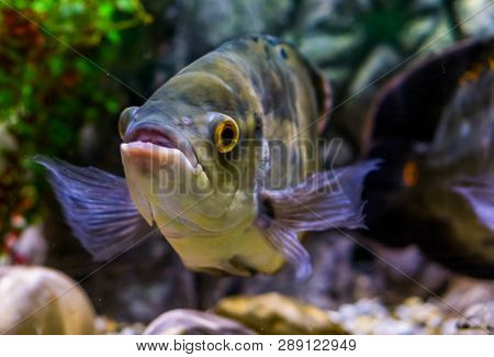 Closeup Of The Face Of A Oscar Tiger Cichlid , Popular Pet In Aquaculture