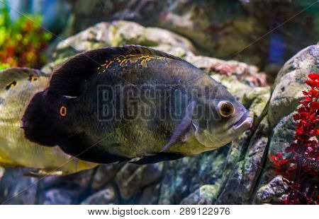 Oscar Tiger Cichlid With Mostly Solid Grey Color And A Few Orange Spots, Popular Pet In Aquaculture