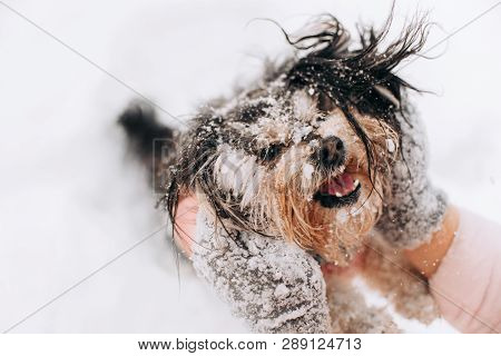 Mixbreed Little Dog In The Winter Forest