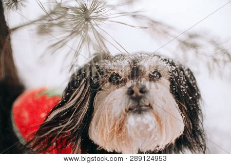 Mixbreed Little Dog In The Winter Forest