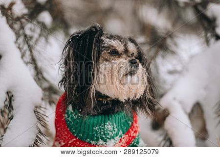 Mixbreed Little Dog In The Winter Forest