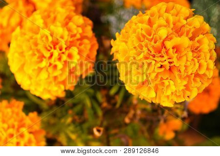 Chiinese Carnation In Yellow Surface Orange Surface