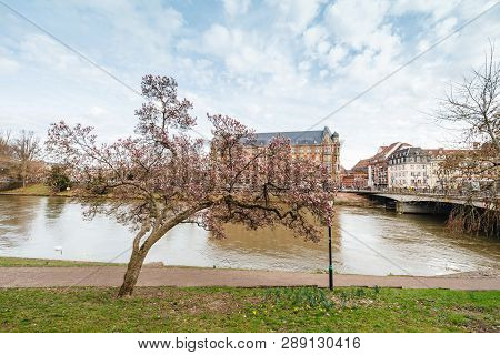 Strasbourg, France - Mar 12, 2019: Wide Image Of Beautiful Magnolia Tree In Bloom With Calm Ill Rive