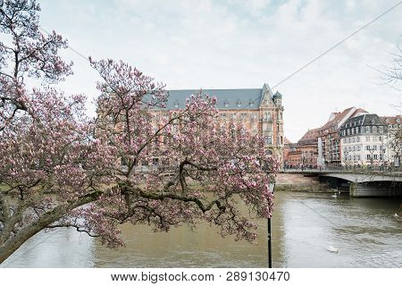 Strasbourg, France - Mar 12, 2019: Beautiful Magnolia Tree In Bloom With Calm Ill River Majestic Bui