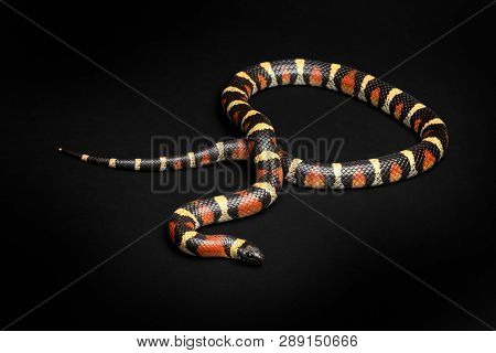Arizona Milksnake, Lampropeltis Triangulum Red, Black And Yellow